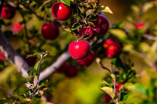 Close-up of red apples hanging from a tree branch, surrounded by green leaves in a sunny orchard.