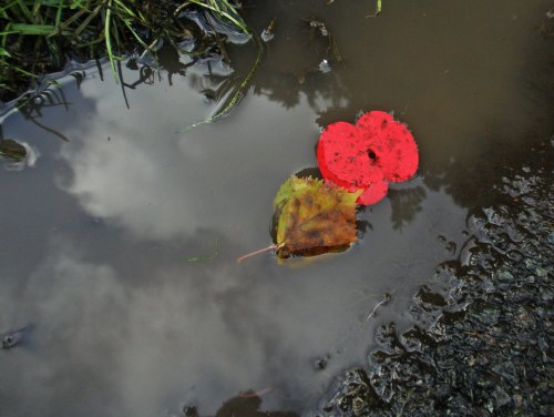 A red flower and a yellow leaf float on a puddle, reflecting the cloudy sky above.