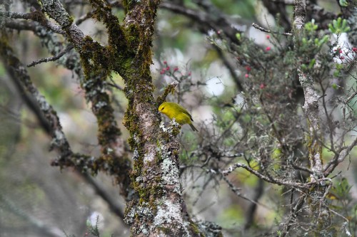 A small yellow bird perched on a moss-covered tree branch in a lush, green forest.