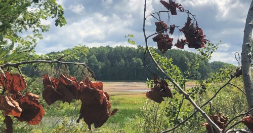 Dried leaves hang from branches, with a lush green landscape and cloudy sky in the background.