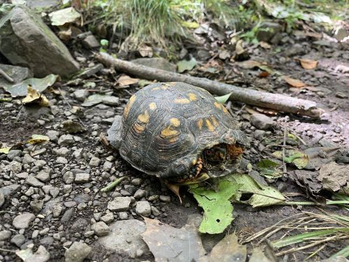 A turtle with a patterned shell resting on the ground among leaves and rocks in a natural setting.