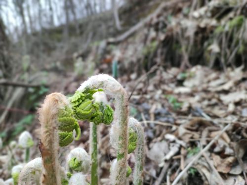 Close-up of curled fern fronds emerging from the ground, surrounded by dried leaves and a blurred forest background.