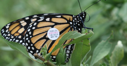 A close-up of a monarch butterfly resting on a green leaf, featuring a white identification tag on its wing.
