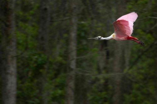 A roseate spoonbill in flight, showcasing its vibrant pink wings against a blurred forest background.