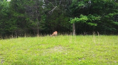 A deer grazing on a grassy area near a forested background.