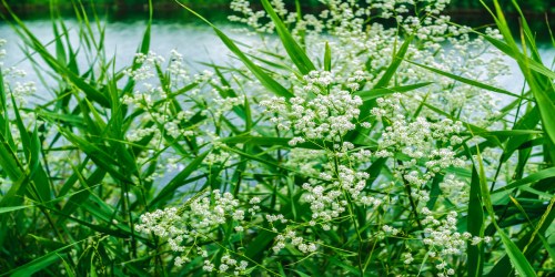 Delicate white flowers bloom among tall green grasses by a serene body of water.