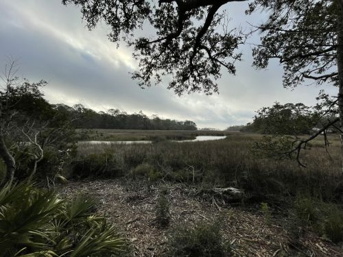 A serene marsh landscape with water, tall grasses, and trees under a cloudy sky.