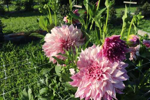 A close-up of large pink and white dahlias blooming in a lush green garden.