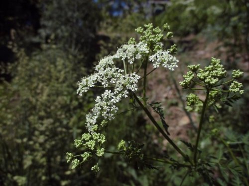 A close-up of delicate white flowers on a green plant, surrounded by lush foliage in a natural setting.