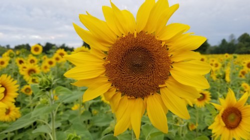A close-up of a vibrant sunflower in a field filled with blooming sunflowers under a cloudy sky.