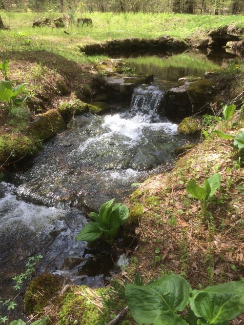 A serene stream flows over rocks, surrounded by lush greenery and moss in a peaceful forest setting.