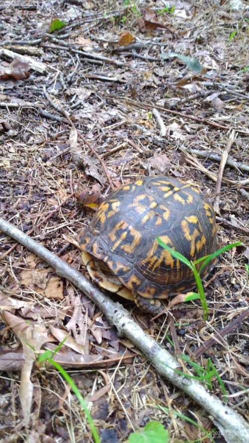 A turtle with a patterned shell resting on the forest floor among leaves and twigs.