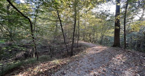 A winding gravel path through a lush green forest, dappled sunlight filtering through the trees.
