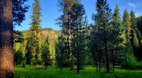 A lush green forest with tall pine trees under a clear blue sky, surrounded by rolling hills.