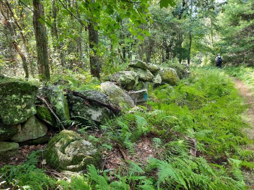 A stone wall covered in moss and ferns along a forest path, with a person walking in the background.