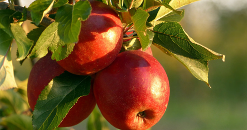 Three red apples hanging from a branch surrounded by green leaves, with a blurred background of nature.