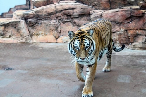 A tiger walks on a rocky surface, showcasing its striking orange and black stripes.