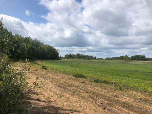 A serene landscape featuring a grassy wetland under a cloudy sky, bordered by trees and a sandy path.