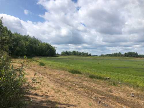 A serene landscape featuring a grassy wetland under a cloudy sky, bordered by trees and a sandy path.