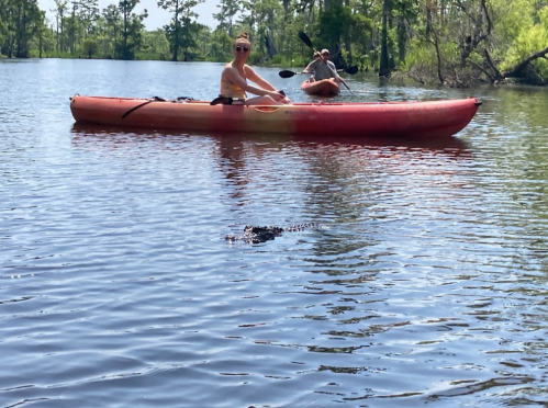 A person kayaking on a calm lake, with a small dog in the kayak and an alligator swimming nearby.