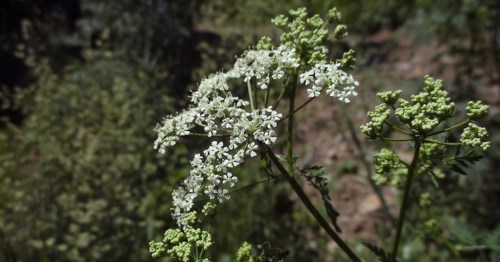 Close-up of delicate white flowers on a green stem, surrounded by lush greenery in a natural setting.