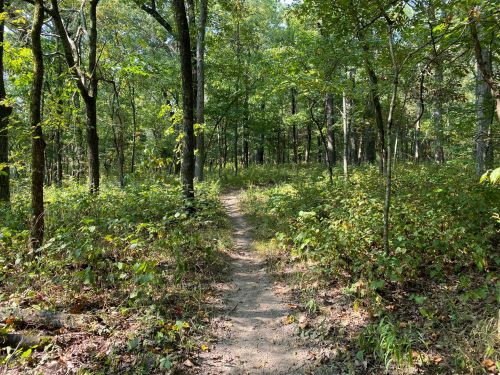 A winding dirt path through a lush green forest with trees and underbrush on either side.