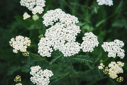 A cluster of white yarrow flowers blooming against a green background.