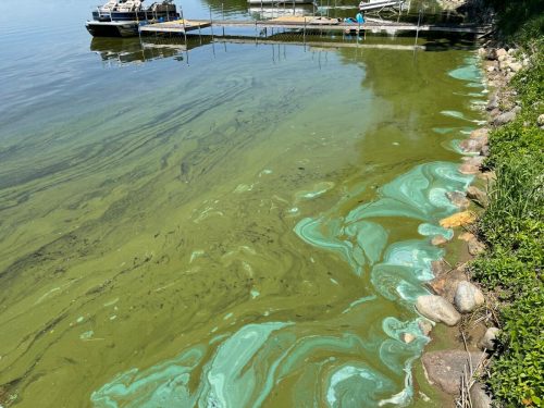 A body of water with green algae blooms near a dock, surrounded by rocks and vegetation.