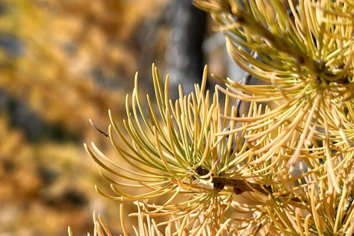 Close-up of delicate, yellowish pine needles against a blurred background of autumn foliage.