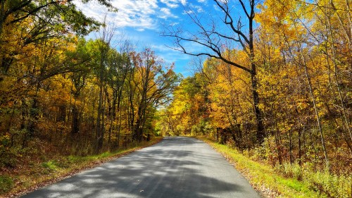A serene road lined with vibrant autumn trees under a clear blue sky.