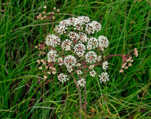 A cluster of small white flowers on a green grassy background, showcasing delicate petals and slender stems.