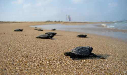 A group of baby sea turtles crawling on a sandy beach towards the ocean under a cloudy sky.