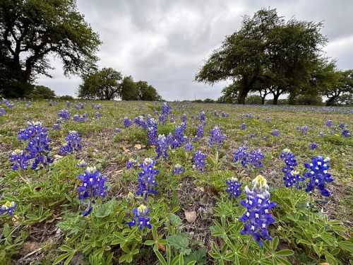 A field of bluebonnet flowers under a cloudy sky, with scattered trees in the background.