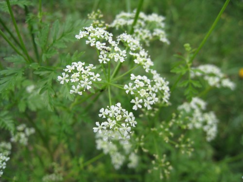 A cluster of small white flowers surrounded by green foliage in a natural setting.