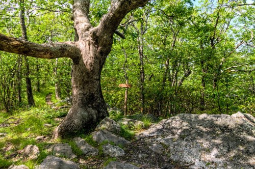 A large tree stands beside a rocky path, with a wooden signpost partially visible among lush green foliage.