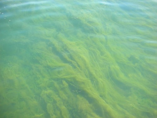 Green algae swirls beneath the surface of clear water, creating a textured, wavy pattern.