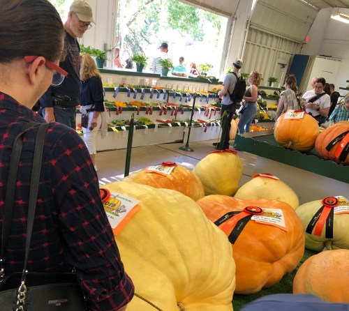 A crowd admires large pumpkins on display at a fair, with ribbons indicating awards.