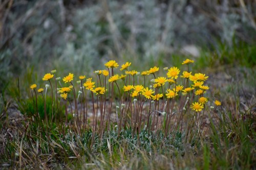 A cluster of bright yellow wildflowers growing amidst green grass and foliage.