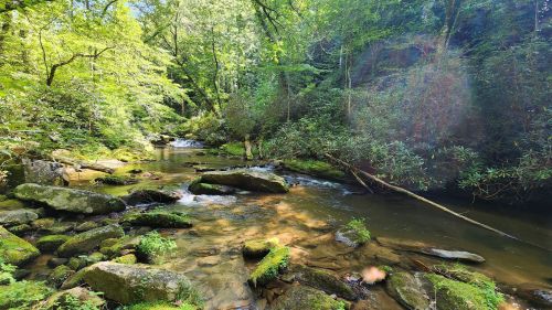 A serene forest scene featuring a clear stream flowing over rocks, surrounded by lush greenery and trees.