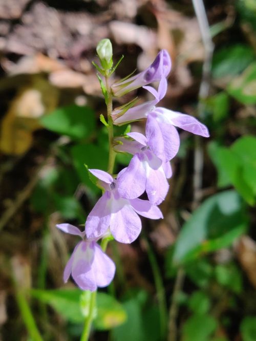 A close-up of delicate purple flowers growing among green foliage in a natural setting.