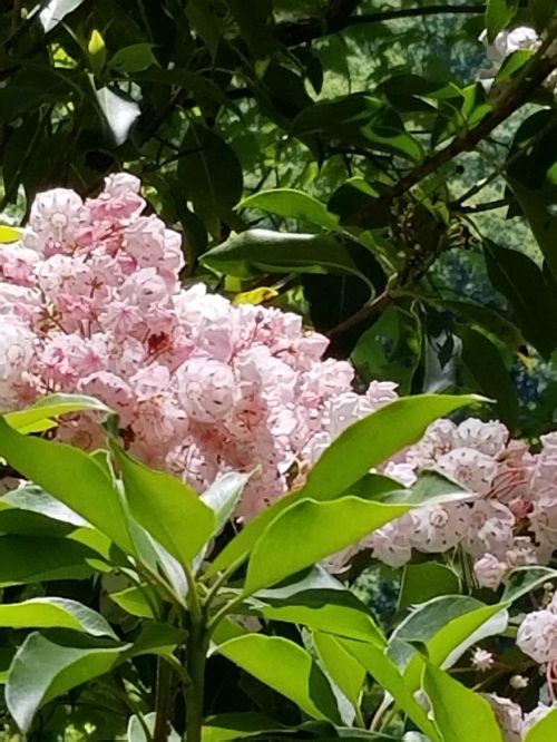 A close-up of pink flowers surrounded by green leaves, set against a blurred natural background.