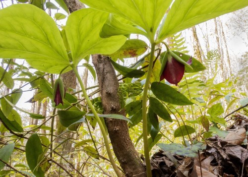 Two purple flowers nestled among large green leaves in a forest setting, with trees and ferns in the background.