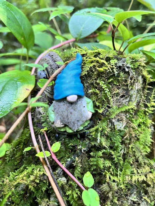 A small frog wearing a blue hat sits on a moss-covered log surrounded by green foliage.