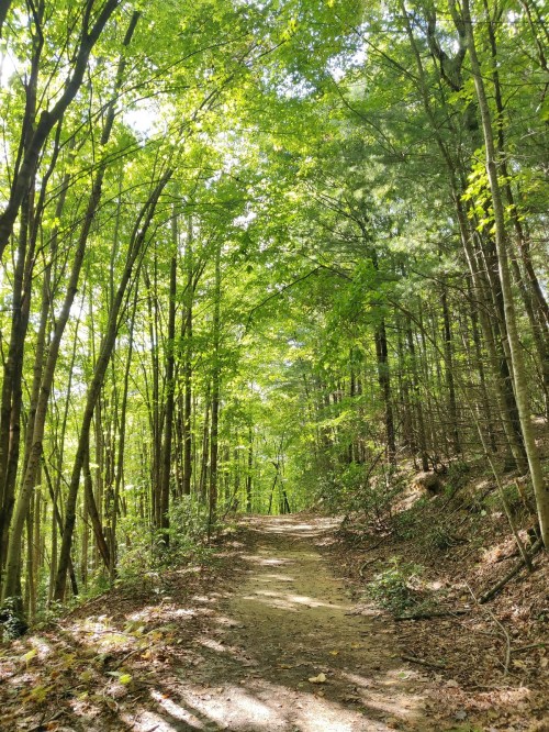A serene forest path surrounded by tall green trees and dappled sunlight filtering through the leaves.