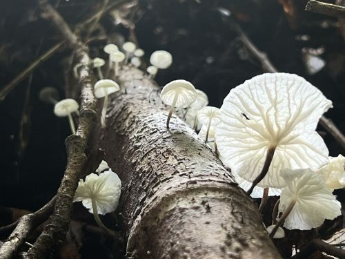 White mushrooms growing on a tree branch in a dark, forested environment.