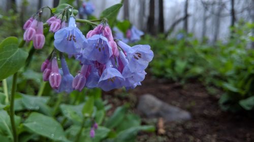 Close-up of blue and pink flowers with raindrops, surrounded by lush green foliage in a misty forest.