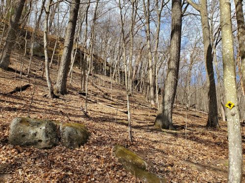 A wooded hillside with bare trees and scattered rocks, covered in fallen leaves under a clear blue sky.