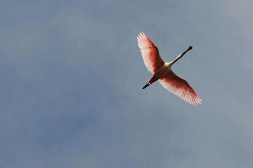 A roseate spoonbill in flight, showcasing its pink wings against a blue sky.