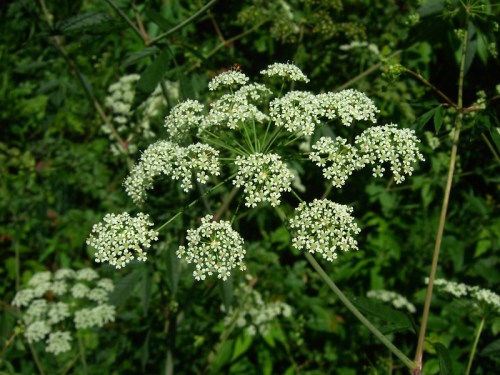 A cluster of small white flowers on a green plant, surrounded by lush greenery.