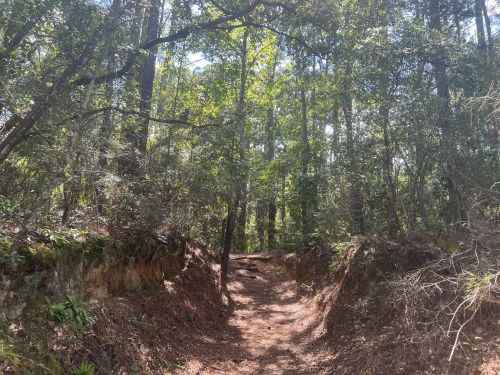 A sunlit forest path surrounded by tall trees and lush greenery, with a dirt trail winding through the underbrush.